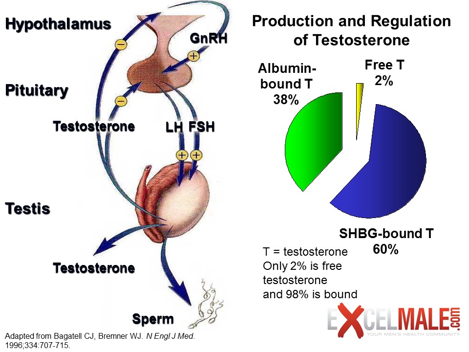 production and regulation of testosterone